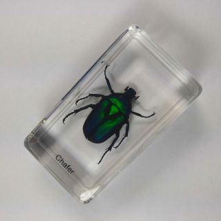 Real Insect Specimen Colorful Chafer Beetles Transparent Polymer Resin Display