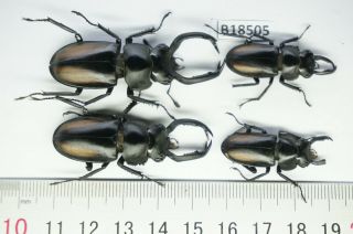 B18505 – Lucanus Rhaetulus Didieri Ps.  Beetles – Insects Ha Giang Vietnam A -