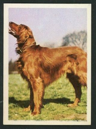 1966 Vintage Tobacco Irish Setter Dog Card Spain Fedora