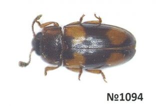 Coleoptera Rutelinae ? Gen.  Sp.  Thailand 5mm