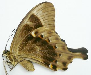 Papilio Peranthus Fulgens Female From Lombok Isl.