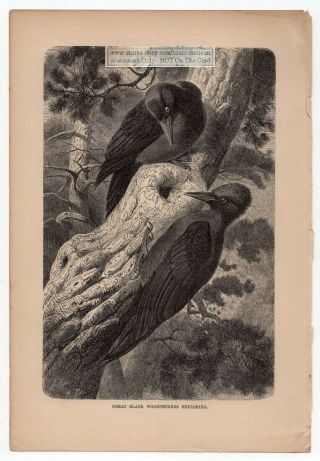 Great Black Woodpeckers Exploring C1895 Print