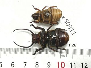 K50311 Unmounted Beetles Insects Rutelidae Vietnam 2