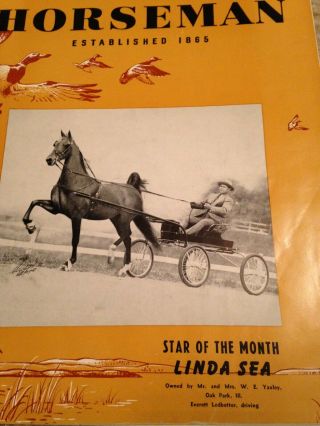 Saddlebred Vintage National Horseman November,  1952 1 Yr Old Callaway Hills