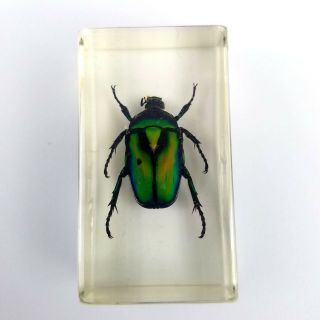 Black Striped Green Rose Chafer Beetle Lucite Preserved Learning Specimen