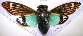 Tosena Splendida Turquoise Cicada Taxidermy Real Spread Insect