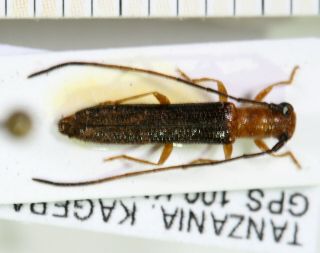 Cerambycidae,  Tanzania Iii