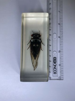 Black Cicada Cryptotympana Pustulata In Clear Block Education Insect Specimen