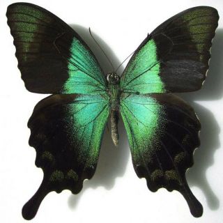 Papilio Peranthus Green Swallowtail Butterfly Taxidermy Real Insect (not Spread)