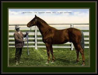 Kentucky Man - O - War Horse Art Picture Print