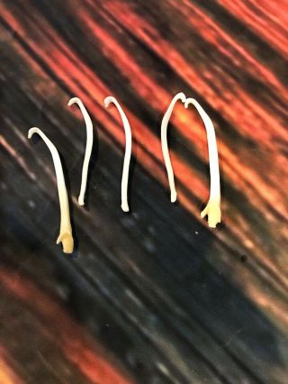 5 Real Mink Baculum Penis Bone Animal Mount Oddity Dick Gag Gift Fish Hook Art