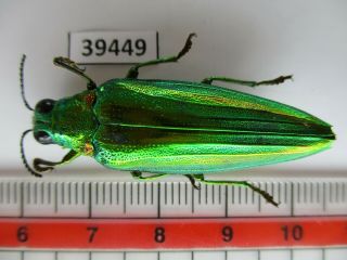 39449.  Buprestidae,  Chrysochroa Sp?.  Vietnam South