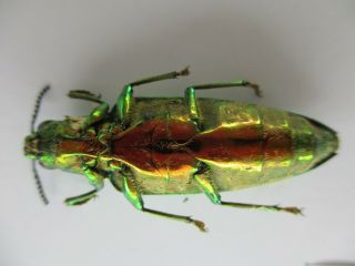 39449.  Buprestidae,  Chrysochroa sp?.  Vietnam South 2