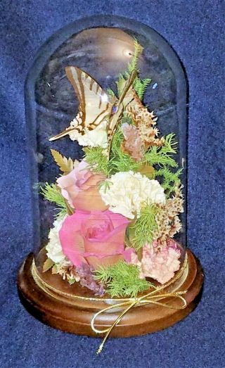 Zebra Swallowtail Butterfly Mounted Under Glass Dome Wood Stand Vintage 2