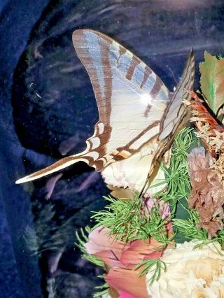 Zebra Swallowtail Butterfly Mounted Under Glass Dome Wood Stand Vintage 3