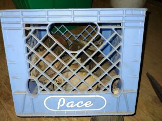 Vintage Pace Blue Dairy Plastic Milk Crate Rochester Mn Minnesota