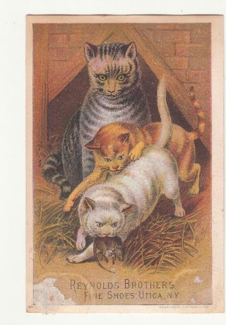 Reynolds Bros Shoes Utica Ny Cat Kittens F T Campbell Newton Iowa Card C1880s