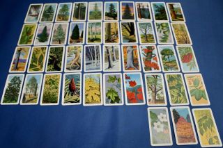 Vintage Brooke Bond Can Collector Red Rose Tea Cards - Trees Of North America 1