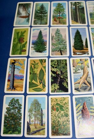 VINTAGE BROOKE BOND CAN COLLECTOR RED ROSE TEA CARDS - TREES OF North America 1 2
