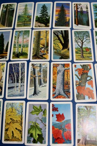 VINTAGE BROOKE BOND CAN COLLECTOR RED ROSE TEA CARDS - TREES OF North America 1 3