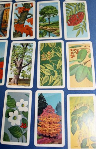 VINTAGE BROOKE BOND CAN COLLECTOR RED ROSE TEA CARDS - TREES OF North America 1 5