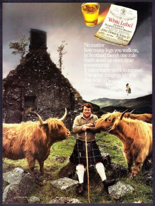 1987 Scotish Highland Steer & Herder In Kilts Photo Dewar 