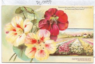 Vintage Postcard H.  W.  Buckbee - Seed Farm Rockford Greenhouses 37