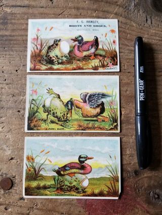 Antique Victorian 3 Trade Card Set Advertising Boots&shoes Frog Eating Duck Egg