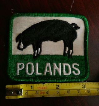 Vintage Patch Poland China Pigs