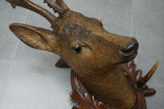 Antique Black Forest Terracotta Deer Head: Coat Rack
