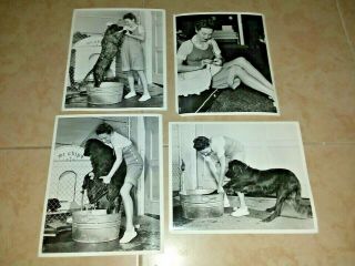 4 Vintage Photos - Rosemary Lane 3 Cheers For The Irish Mr Chips Setter.  Ds4014