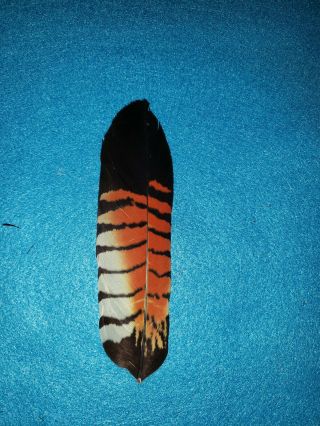1 Red Tail Black Cockatoo Feather,  Regalia,  Powwow,  Nac,  Peyote,  Fly Fishing,  2nds