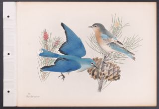 Brasher - Mountain Bluebird.  768 - 1931 Birds & Trees Of North America Rare