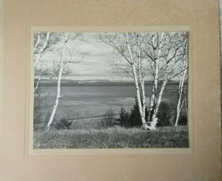 Old Vintage B/w Photograph The Birches Landscape By A Chase