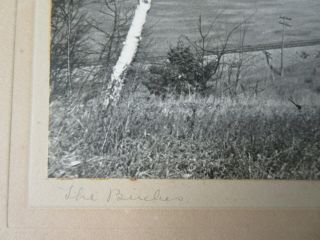 Old Vintage B/W Photograph The Birches Landscape by A Chase 3