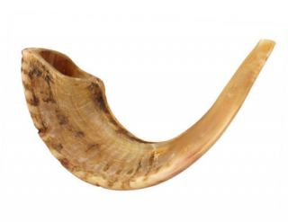 Shofar Kosher Ram ' s Horn Made In ISRAEL 11 