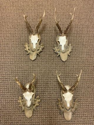 4 Antique Black Forest Antlers Handcarved Plate Taxidermy Stag Horn Deer