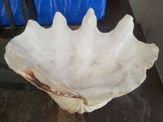 Vintage Giant Natural Clam Shell Tridacna Gigas Seashell Rare 14 " X10 "