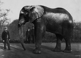 8x10 Photo: Jumbo The Elephant At The London Zoo Barnum 