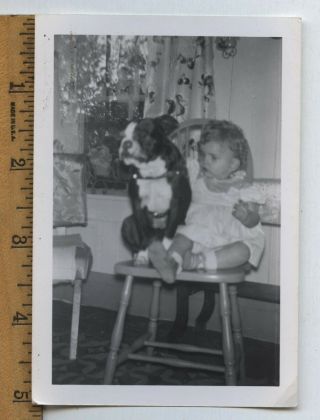 Classic Vintage B/w Photo Cute Boston Terrier Dog Little Girl Sharing Chair