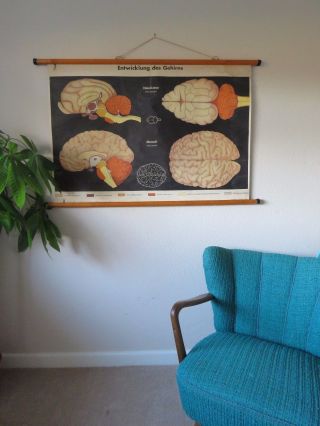 Vintage Roll Down Medical School Wall Chart Of The Human Brain Anatomy Biology