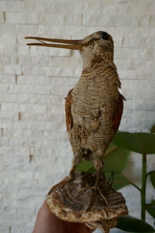 OLD LOVELY VINTAGE PREMIUM COMMON SNIPE TAXIDERMY COLLECTORS PAPERS about 1970 3