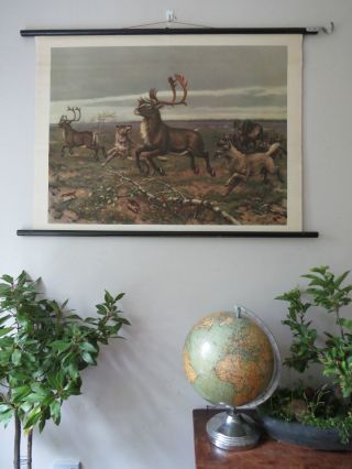 Vintage Pull Roll Down School Wall Chart Wolf Pack Hunting Stag By M.  A Koekkoek