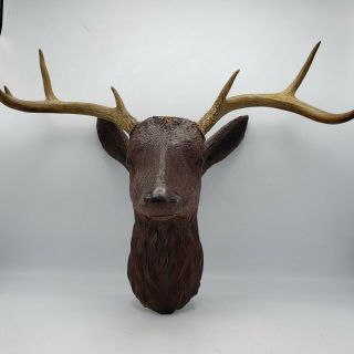 Antique Black Forest Carved Deer Head Mount W/ Real Antlers 20 " Across