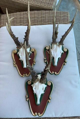 3 Red Black Forest Wooden Plate Antler Stag Horn Deer Taxidermy Commissar