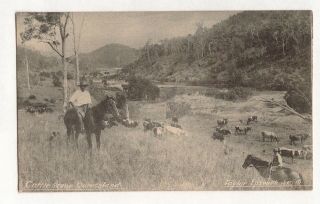 Vintage Postcard Cattle Scene Ipswich Queensland 1900s
