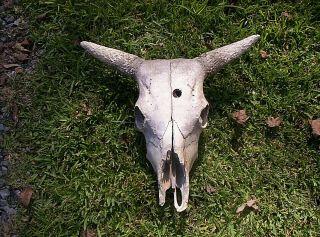 Real Sun Bleached Cow Skull.  18 By 22 Inches Wide