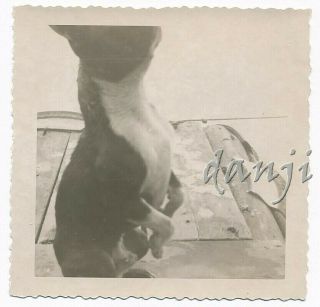 Begging Boston Terrier Dog With Its Head Exiting The Frame Cute Old Photo