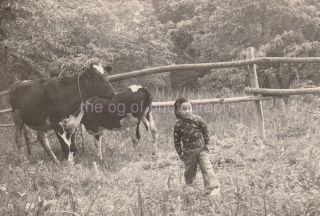 Cow Boy Vintage Found Photo Japanese Child Bw 85 1