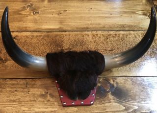 Vintage Bull Cow Steer Horn And Hoof Mount Taxidermy With Fur And Red Mount